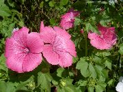 pink Annual Mallow, Rose Mallow, Royal Mallow, Regal Mallow Garden Flowers photo