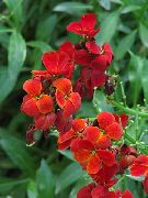 rosso Wallflower, Cheiranthus Fiori del giardino foto