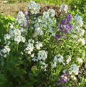 fehér Viola, Cheiranthus Kerti Virágok fénykép