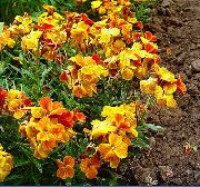 oranžna Wallflower, Cheiranthus Vrtne Rože fotografija