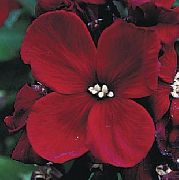 viininpunainen Wallflower, Cheiranthus Puutarhan Kukat kuva