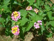 ვარდისფერი Lantana ბაღის ყვავილები ფოტო