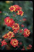 червен Лантана Градински цветя снимка
