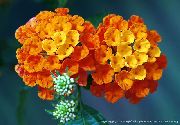 orange Lantana Garden Flowers photo