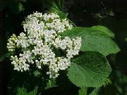 თეთრი Lantana ბაღის ყვავილები ფოტო