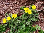 geel Vijftigerkruid Tuin Bloemen foto