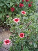 ვარდისფერი Cinquefoil ბაღის ყვავილები ფოტო