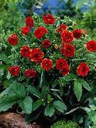 czerwony Bloodroot Kwiaty ogrodowe zdjęcie