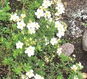 bílá Mochna Zahradní květiny fotografie