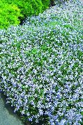 luz azul Laurentia Flores do Jardim foto