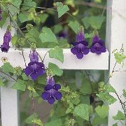 foto purpurs Zieds Twining Lauvmutītes, Ložņu Gloksīnija