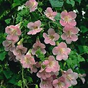rožinis Dvynių Snapdragon, Šliaužti Gloksynia Sodo Gėlės nuotrauka