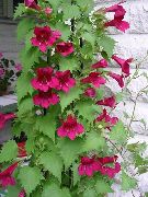 photo rouge Fleur Twining Snapdragon, Gloxinia Rampante