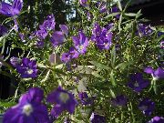 purple Venus' Looking Glass Garden Flowers photo