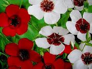 bílá Šarlatově Len, Červený Len, Kvetoucí Len Zahradní květiny fotografie