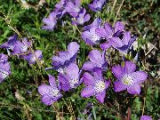 lilac Linum perennial Garden Flowers photo