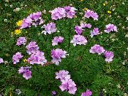 fotografija Linum Perennial Cvet