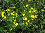žlutý Linum Trvalka Zahradní květiny fotografie