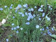 blau Linum Staude Garten Blumen foto