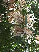 biały Leonotis Kwiaty ogrodowe zdjęcie
