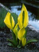 geel Gele Stinkdier Kool Tuin Bloemen foto