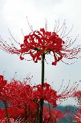 vermelho Aranha Lírio, Lírio Surpresa Flores do Jardim foto