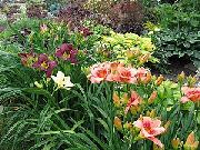 weinig Taglilie Garten Blumen foto