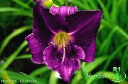 violet Daylily Gradina Flori fotografie