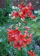 červená Lilie Asijského Hybridy Zahradní květiny fotografie