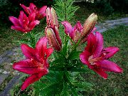 შინდისფერი ლილი აზიური ჰიბრიდები ბაღის ყვავილები ფოტო