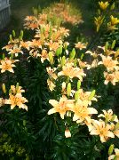 kuva Lilja Asiatic Hybridit Kukka