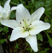 bílá Lilie Asijského Hybridy Zahradní květiny fotografie