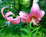 ვარდისფერი ლილი აზიური ჰიბრიდები ბაღის ყვავილები ფოტო
