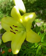 jaune Lis Les Hybrides Asiatiques Fleurs Jardin photo
