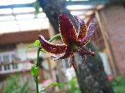 photo burgundy Flower Martagon Lily, Common Turk's Cap Lily
