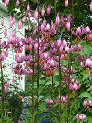 ვარდისფერი Martagon ლილი, საერთო Turk ქუდი ლილი ბაღის ყვავილები ფოტო