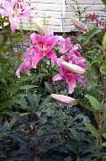 růžový Orientální Lilie Zahradní květiny fotografie