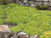 fotografie verde Floare Azorella, Yareta