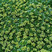 grønn Azorella, Yareta Hage Blomster bilde