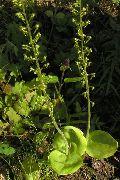 foto Zajednička Twayblade, Jajolik List Neottia Cvijet