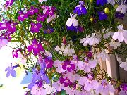 rosa Einfassung Lobelien, Jahreslobelien, Hinter Lobelia Garten Blumen foto