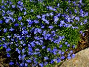 azul Lobelia Ribete, Lobelia Anual, Lobelia Arrastran Flores del Jardín foto