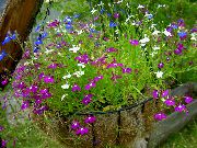 kuva violetti Kukka Särmäys Lobelia, Vuotuinen Lobelia, Perään Lobelia