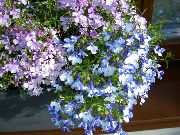 lichtblauw Scherpen Lobelia, Jaarlijkse Lobelia, Trailing Lobelia Tuin Bloemen foto