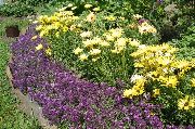 μωβ Γλυκό Alyssum, Γλυκό Alison, Παραθαλάσσιο Lobularia λουλούδια στον κήπο φωτογραφία