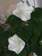 foto Moonflower, Videira Lua, Moonflower Branco Gigante Flor
