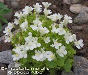 照片 Cymbalaria，凯尼尔沃思常春藤，登山水手，常春藤叶蟾蜍亚麻 花