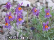 lilac Linaria Garden Flowers photo