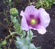 lilac Corn Poppy Garden Flowers photo
