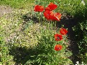 червоний Мак Східний Багаторічний Садові Квіти фото